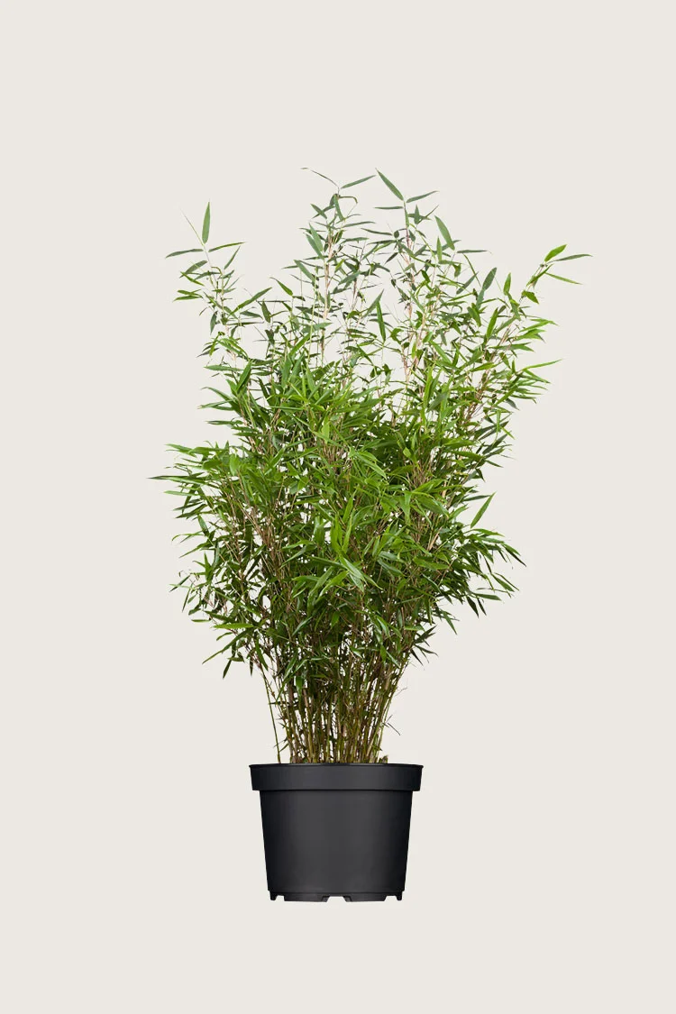 Gul Bambus Rufa 150cm Vel forgrenet | Plantinavia