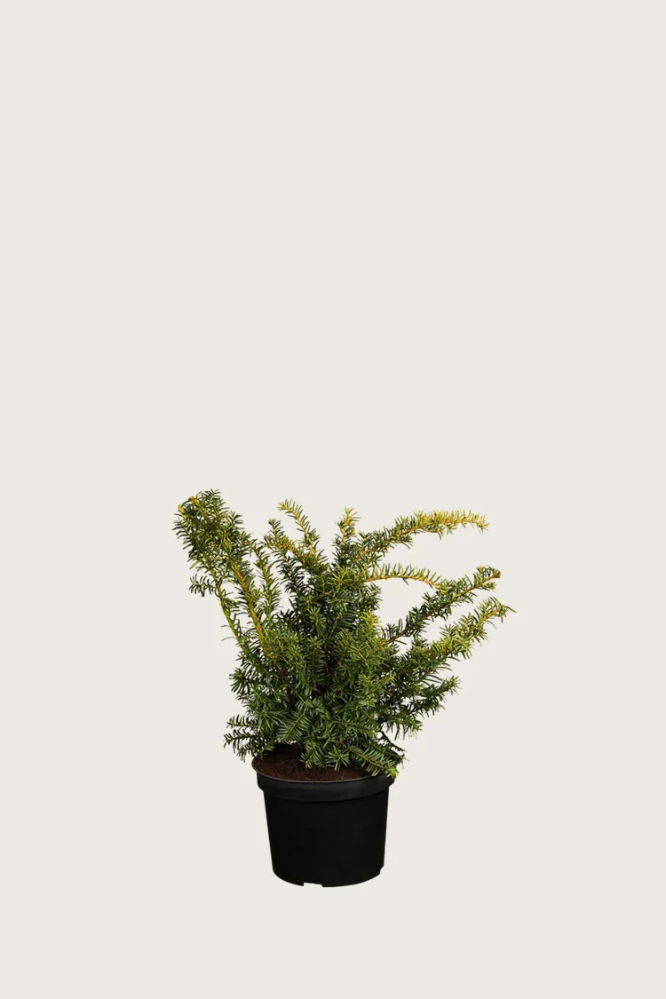Gul Krybende Taks 20cm Forgrenet | Plantinavia