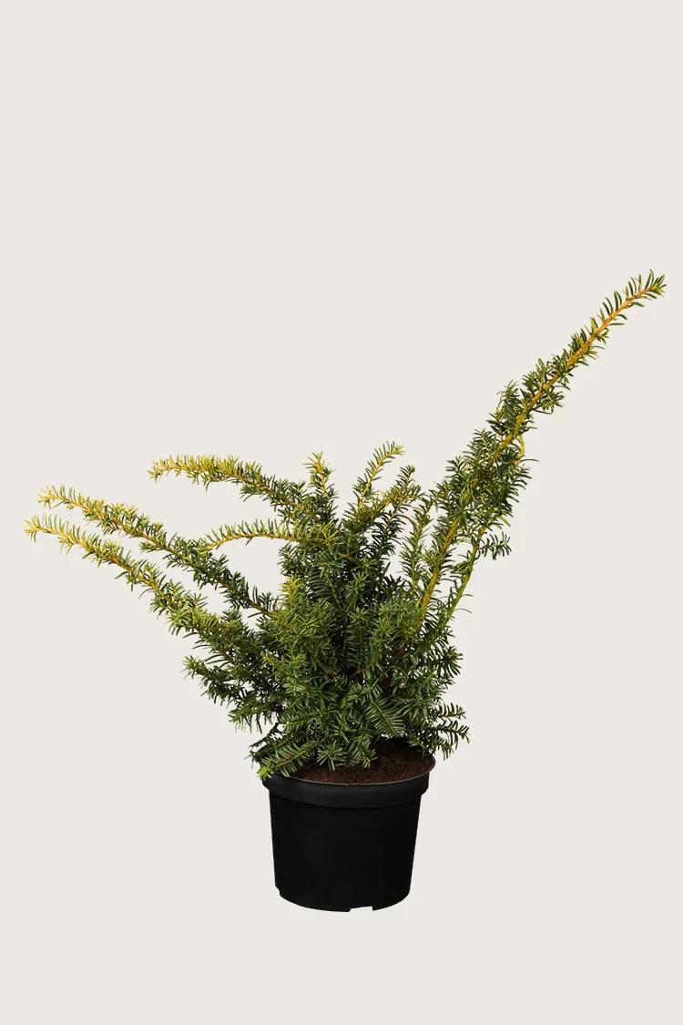 Gul Krybende Taks 25cm Forgrenet | Plantinavia