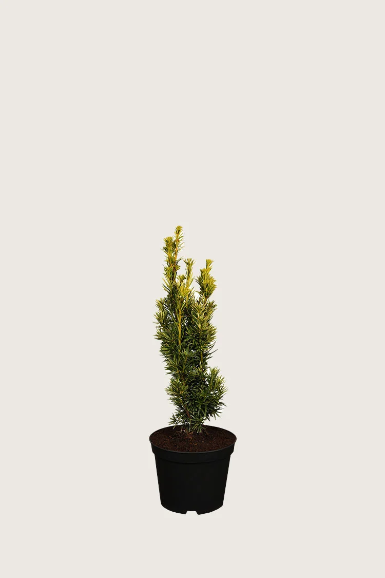 Gul Søjletaks 30cm Forgrenet | Plantinavia