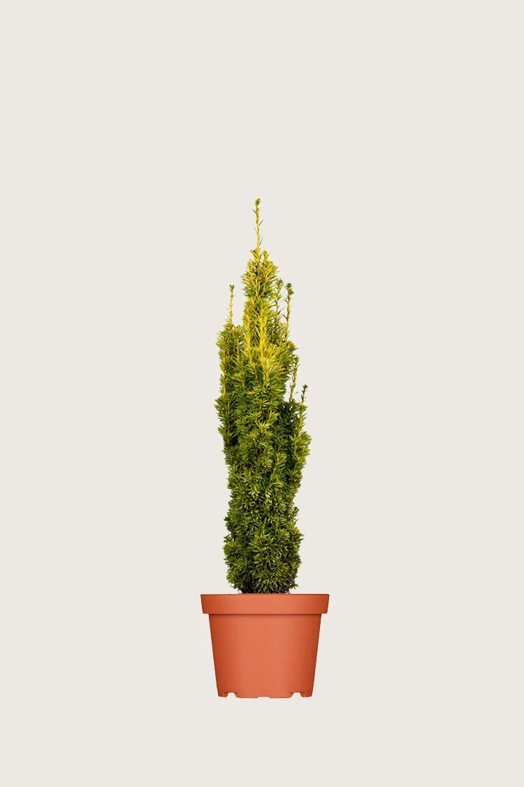Gul Søjletaks 40cm Forgrenet | Plantinavia