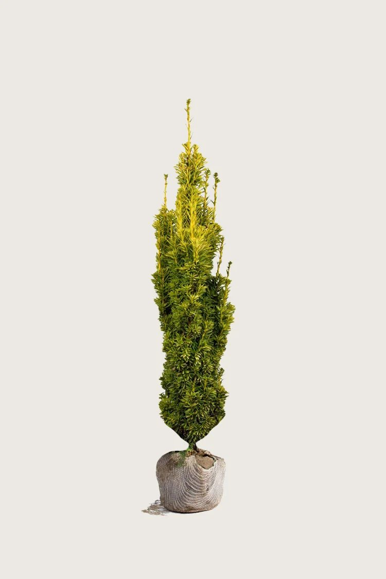 Gul Søjletaks 125cm Vel forgrenet | Plantinavia
