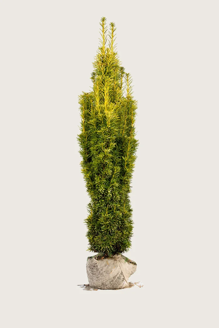 Gul Søjletaks 250cm Vel forgrenet | Plantinavia