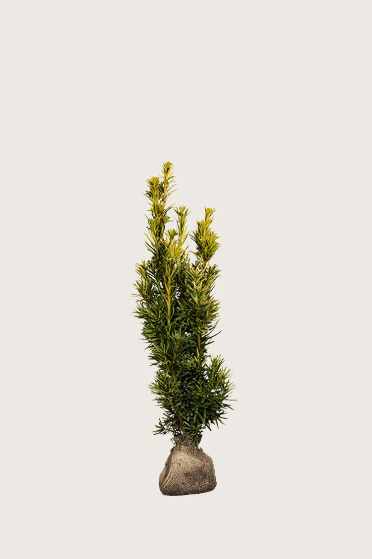 Gul Søjletaks 40cm Vel forgrenet | Plantinavia