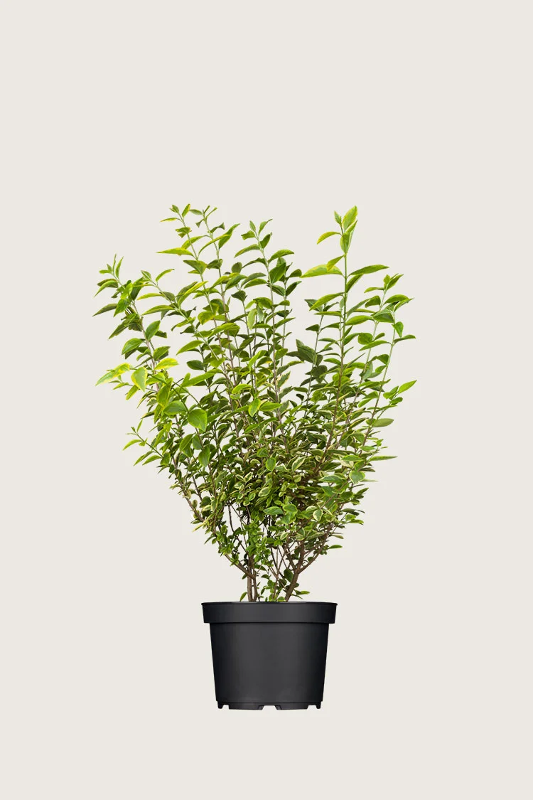 Gulbroget Liguster 100cm Forgrenet | Plantinavia