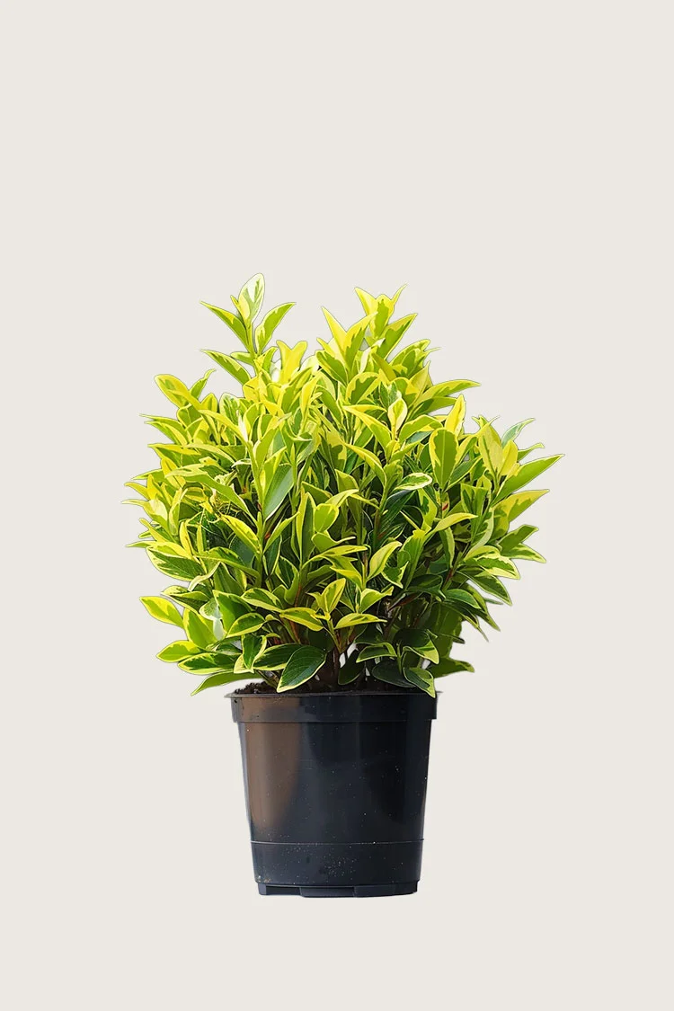 Gulbroget Liguster 80cm Vel forgrenet | Plantinavia