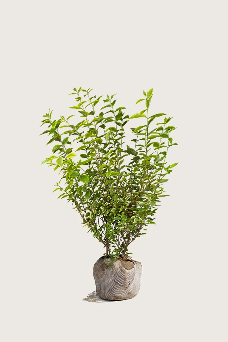 Gulbroget Liguster 125cm Forgrenet | Plantinavia
