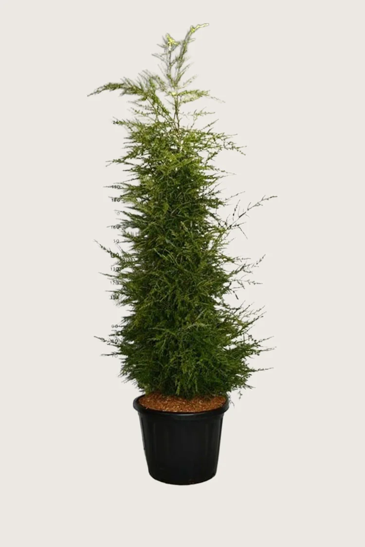 Hemlock 250cm Vel forgrenet | Plantinavia