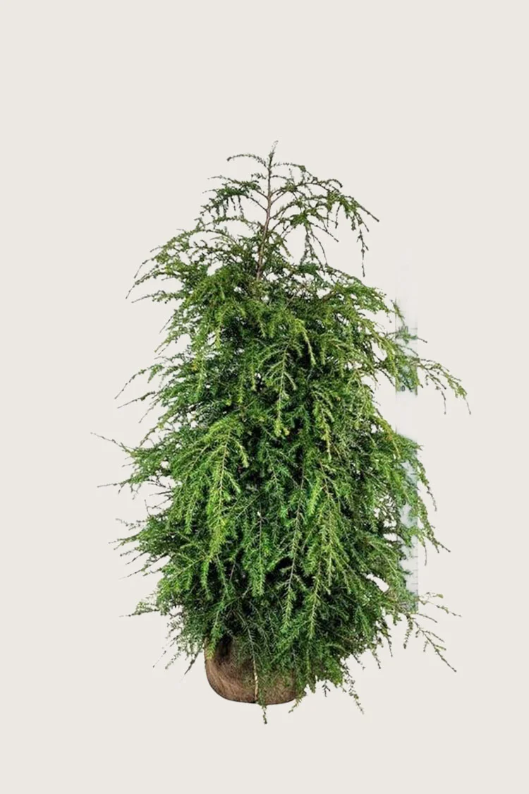 Hemlock 100cm Vel forgrenet | Plantinavia