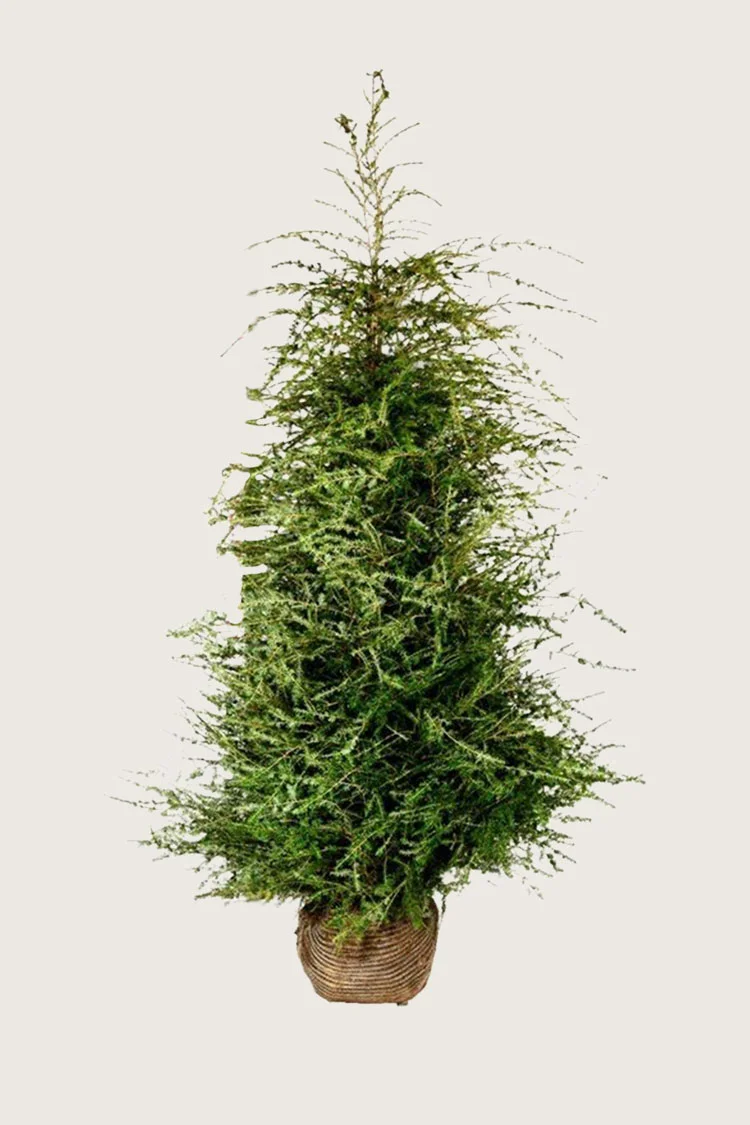 Hemlock 250cm Vel forgrenet | Plantinavia