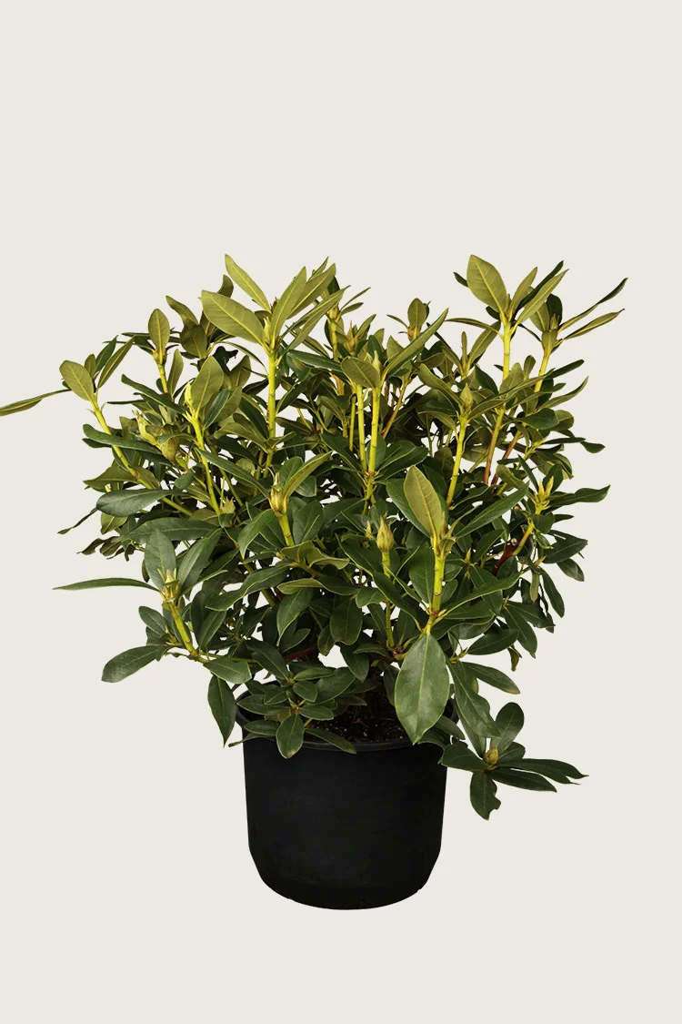 Hvid Rhododendron 100cm Forgrenet | Plantinavia