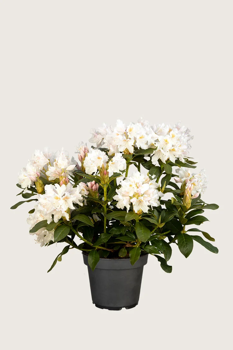 Hvid Rhododendron 60cm Vel forgrenet | Plantinavia