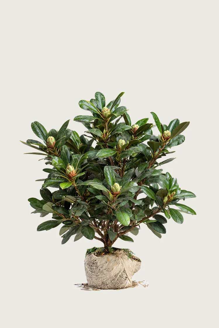 Hvid Rhododendron 80cm Forgrenet | Plantinavia