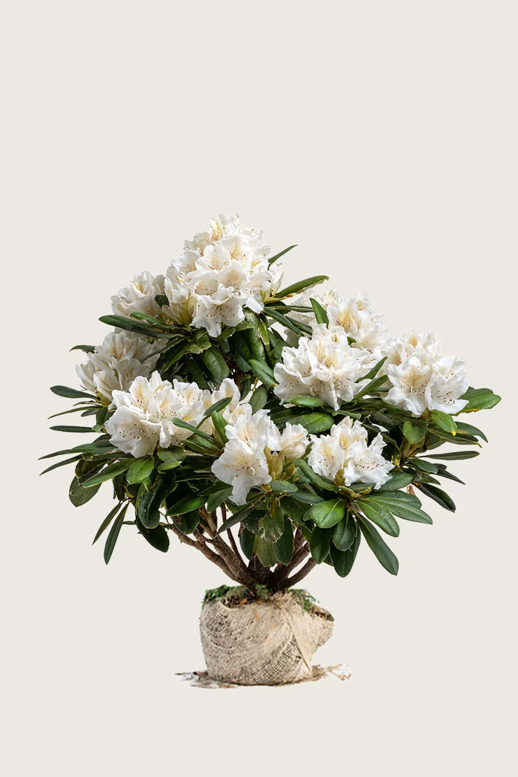 Hvid Rhododendron 60cm Vel forgrenet | Plantinavia