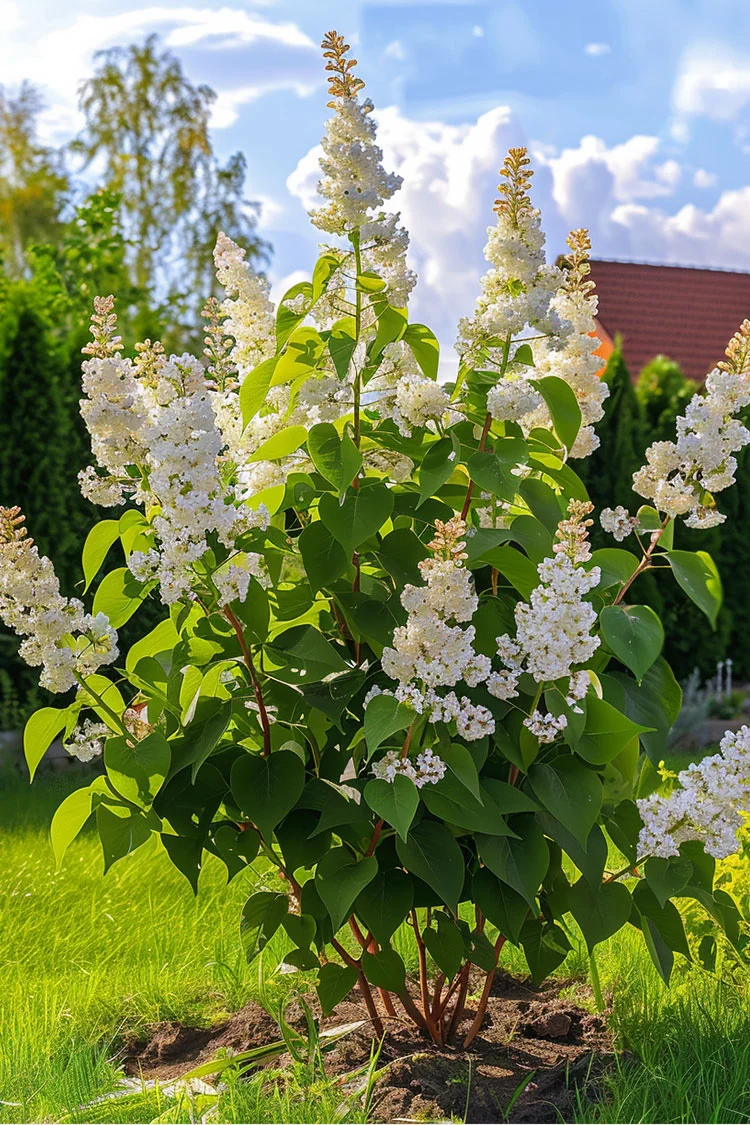 Hvid Syren 150cm Vel forgrenet | Plantinavia