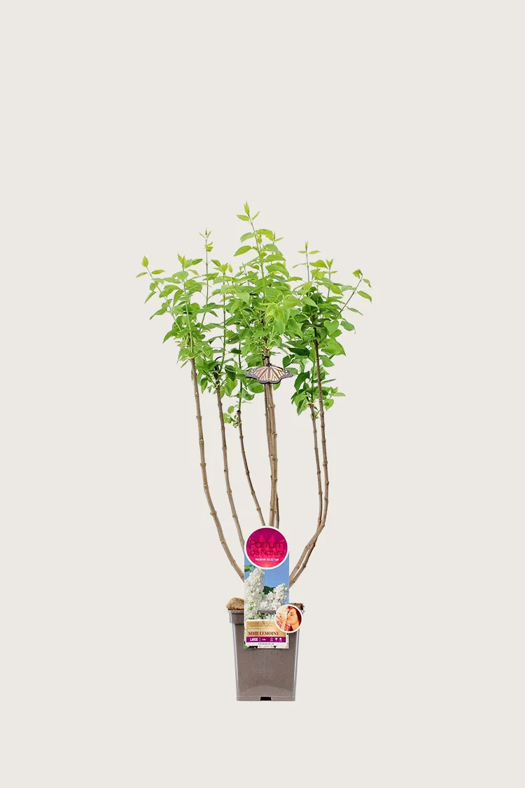 Hvid Syren 80cm Forgrenet | Plantinavia
