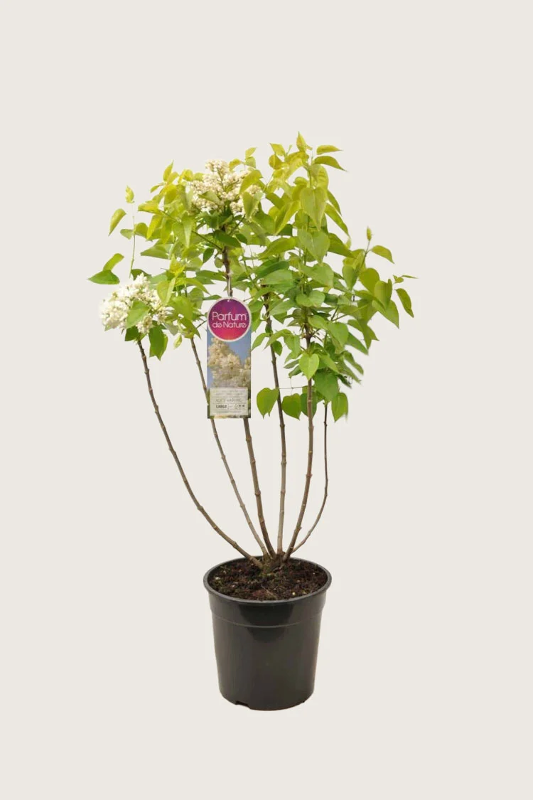 Hvid Syren 100cm Vel forgrenet | Plantinavia