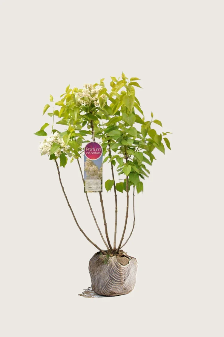 Hvid Syren 100cm Vel forgrenet | Plantinavia