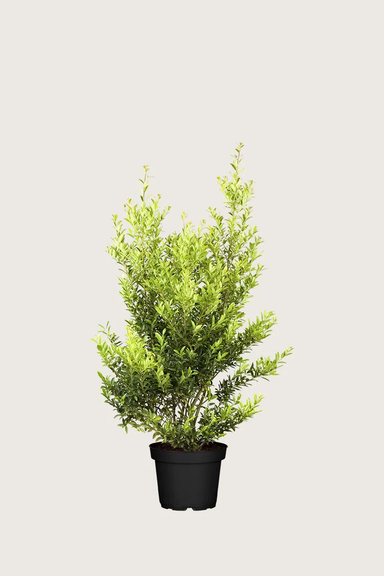 Japansk kristtorn 'Blondie' 80cm Vel forgrenet | Plantinavia