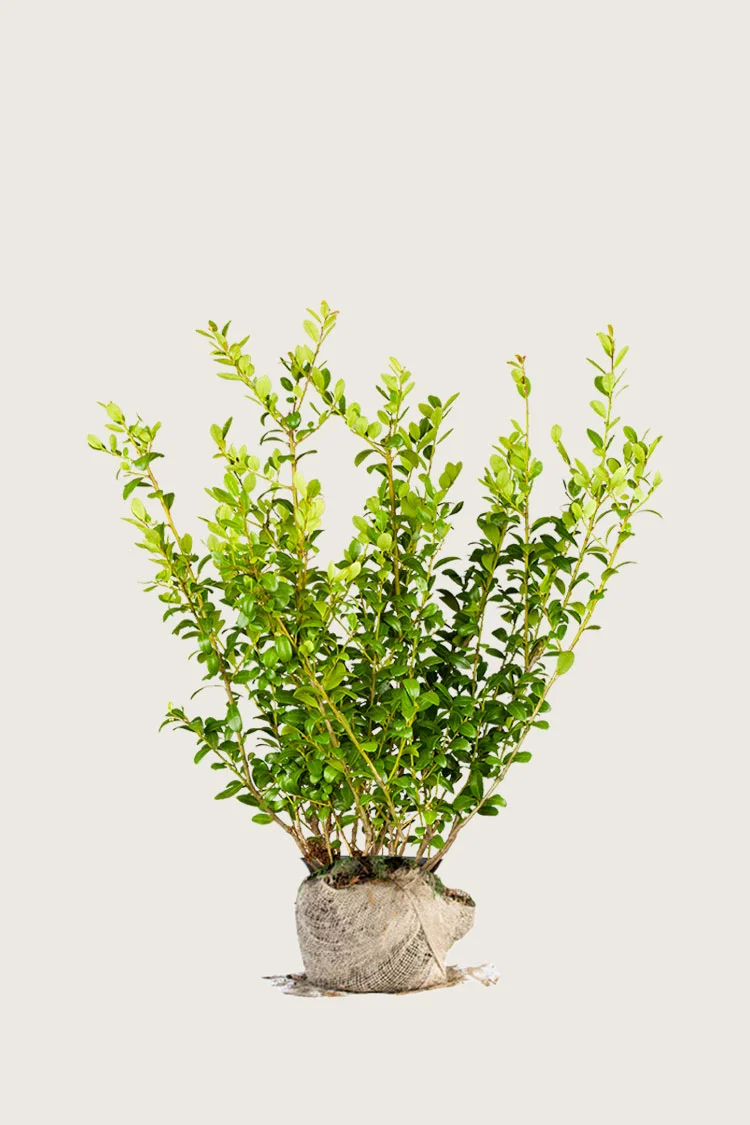 Japansk kristtorn 'Blondie' 40cm Forgrenet | Plantinavia