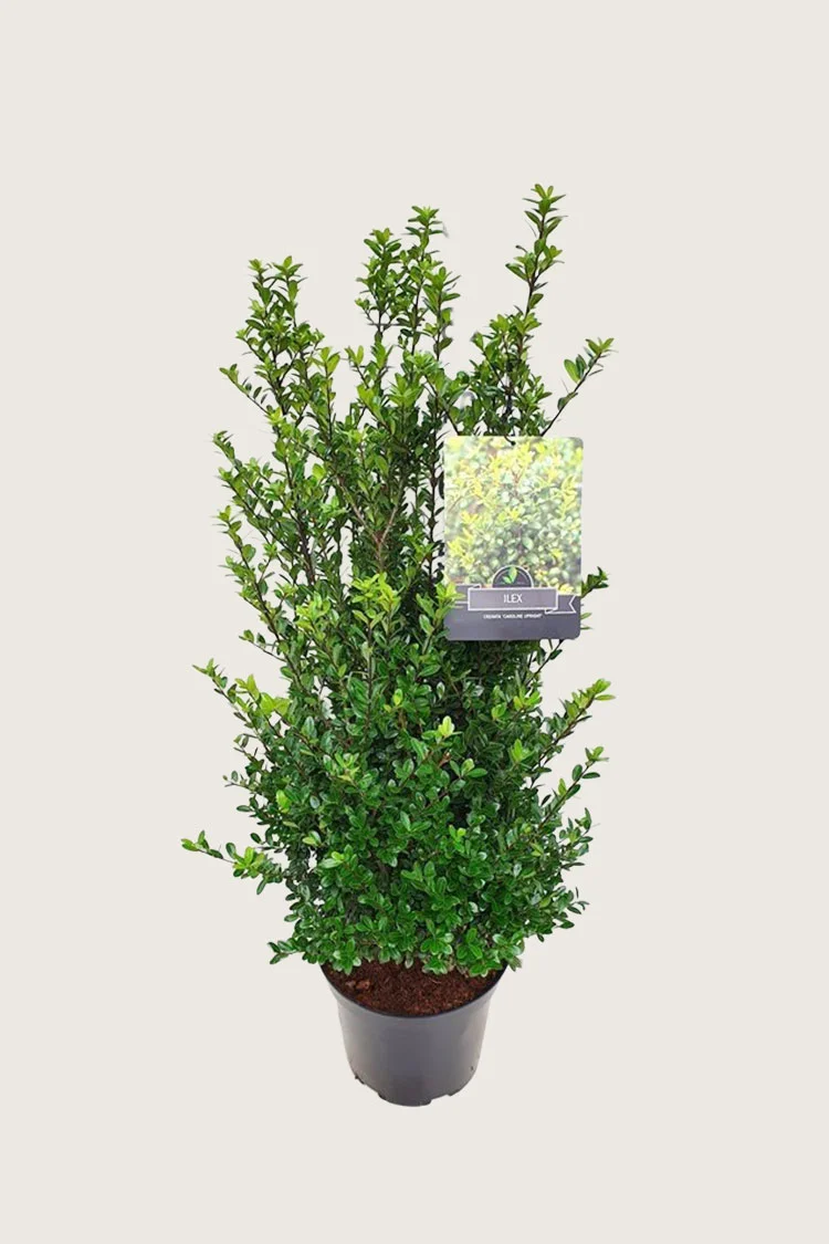 Japansk kristtorn 'Caroline Upright' 100cm Forgrenet | Plantinavia