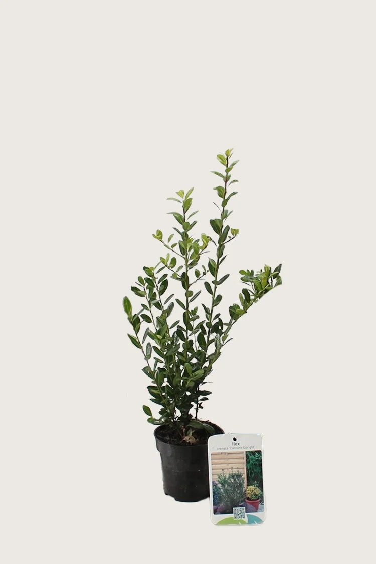 Japansk kristtorn 'Caroline Upright' 80cm Forgrenet | Plantinavia