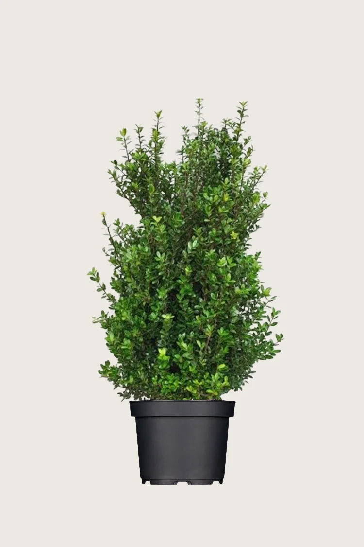 Japansk kristtorn 'Caroline Upright' 125cm Vel forgrenet | Plantinavia