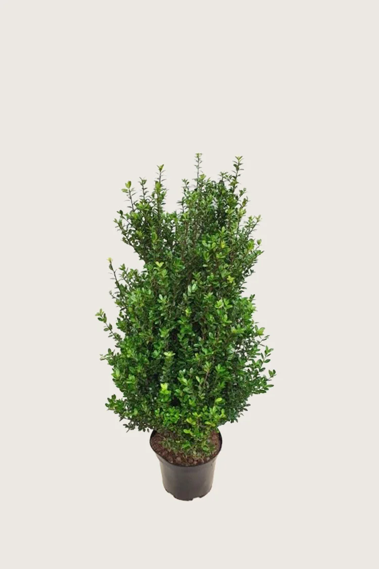 Japansk kristtorn 'Caroline Upright' 60cm Vel forgrenet | Plantinavia