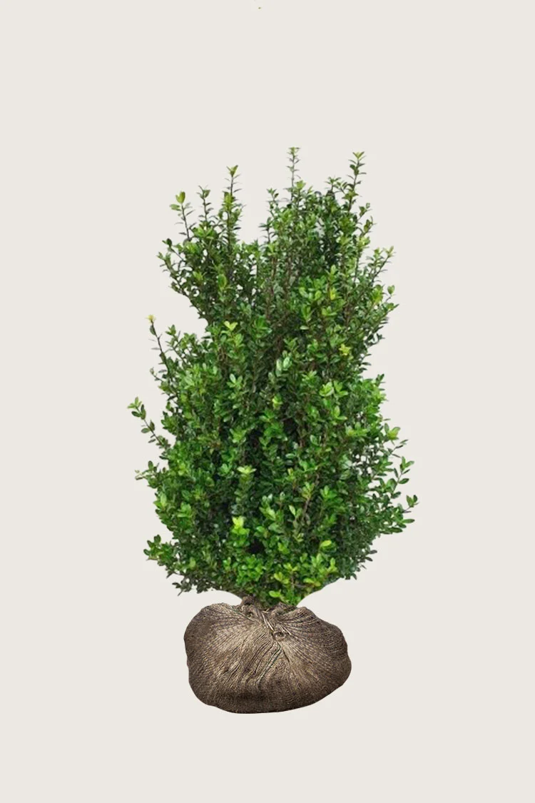 Japansk kristtorn 'Caroline Upright' 150cm Vel forgrenet | Plantinavia