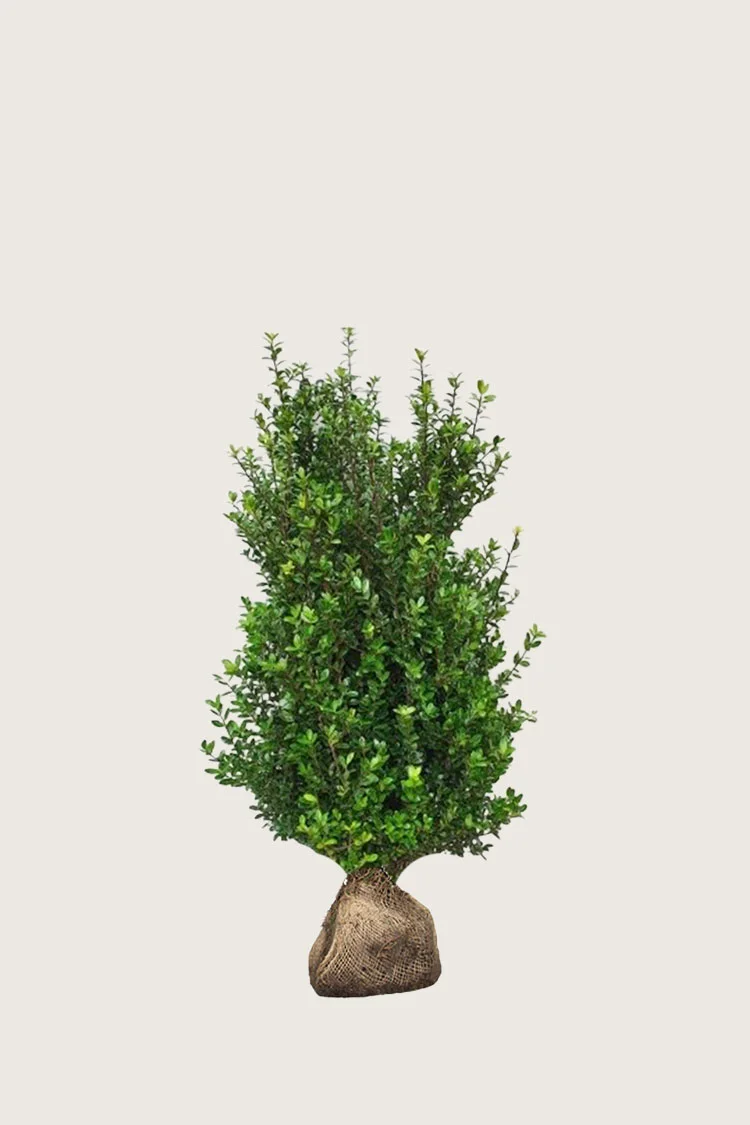 Japansk kristtorn 'Caroline Upright' 80cm Vel forgrenet | Plantinavia