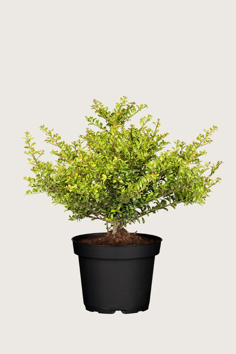 Japansk kristtorn 'Convexa' 80cm Vel forgrenet | Plantinavia