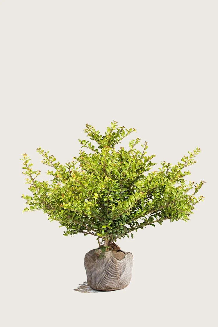 Japansk kristtorn 'Convexa' 60cm Vel forgrenet | Plantinavia