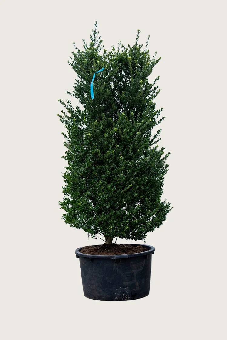 Japansk kristtorn 'Dark Green' 80cm Vel forgrenet | Plantinavia