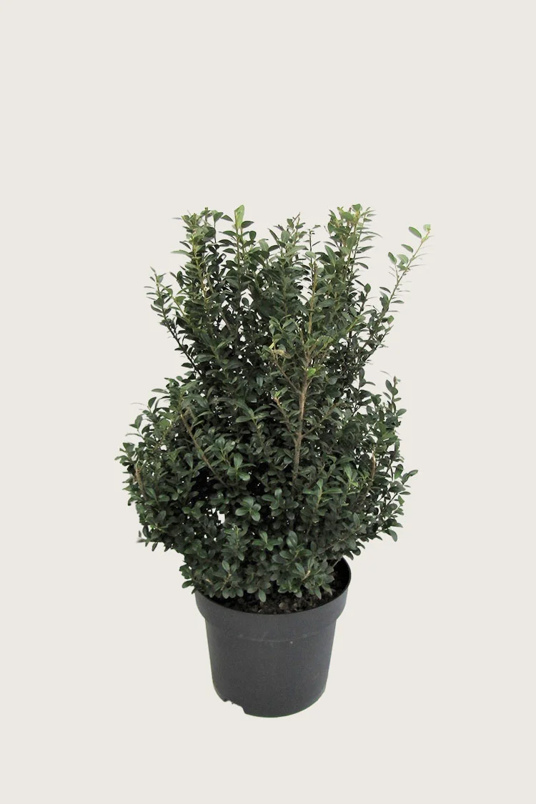 Japansk kristtorn 'Dark Green' 80cm Vel forgrenet | Plantinavia