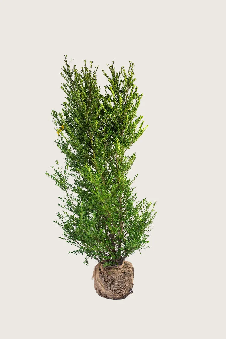 Japansk kristtorn 'Dark Green' 200cm Forgrenet | Plantinavia