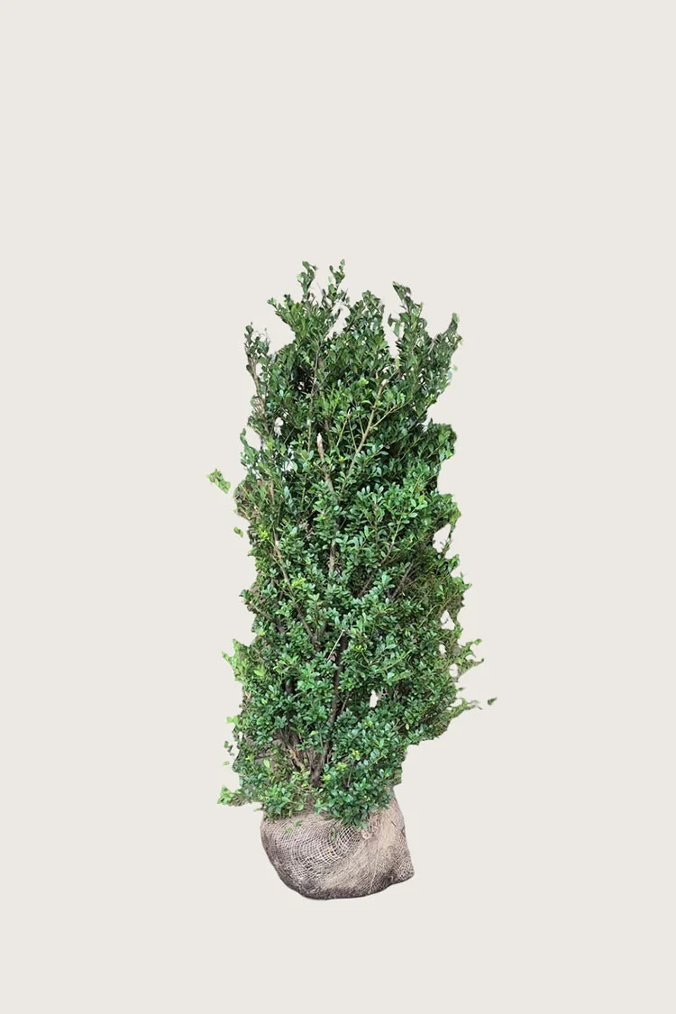Japansk kristtorn 'Dark Green' 40cm Forgrenet | Plantinavia