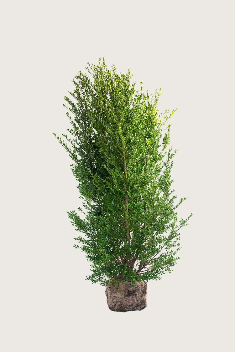 Japansk kristtorn 'Dark Green' 175cm Vel forgrenet | Plantinavia
