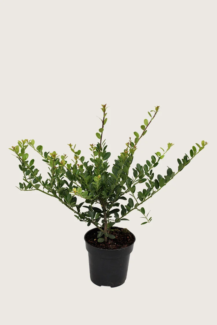 Japansk kristtorn 'Green Hedge' 80cm Forgrenet | Plantinavia
