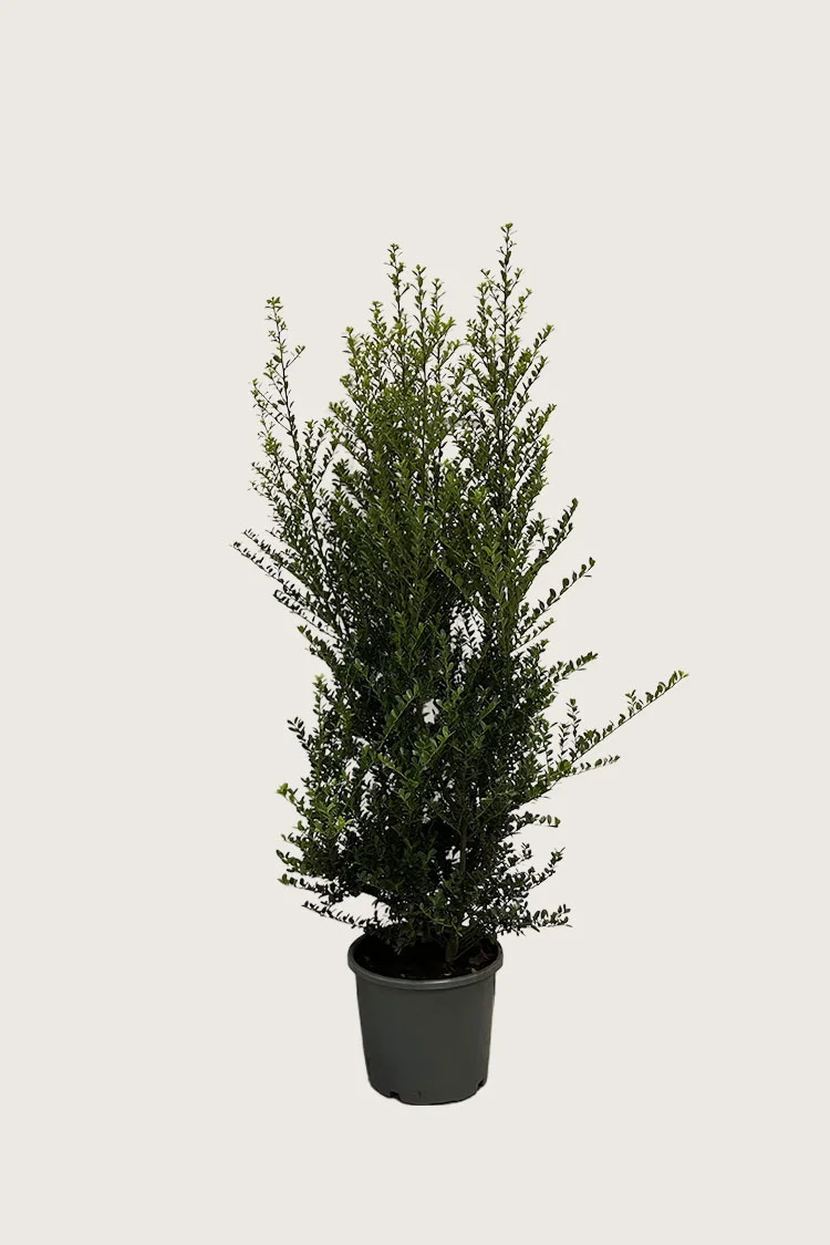 Japansk kristtorn 'Green Hedge' 150cm Vel forgrenet | Plantinavia