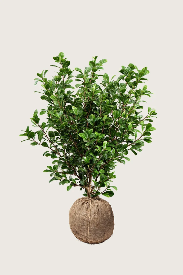 Japansk kristtorn 'Green Hedge' 150cm Forgrenet | Plantinavia