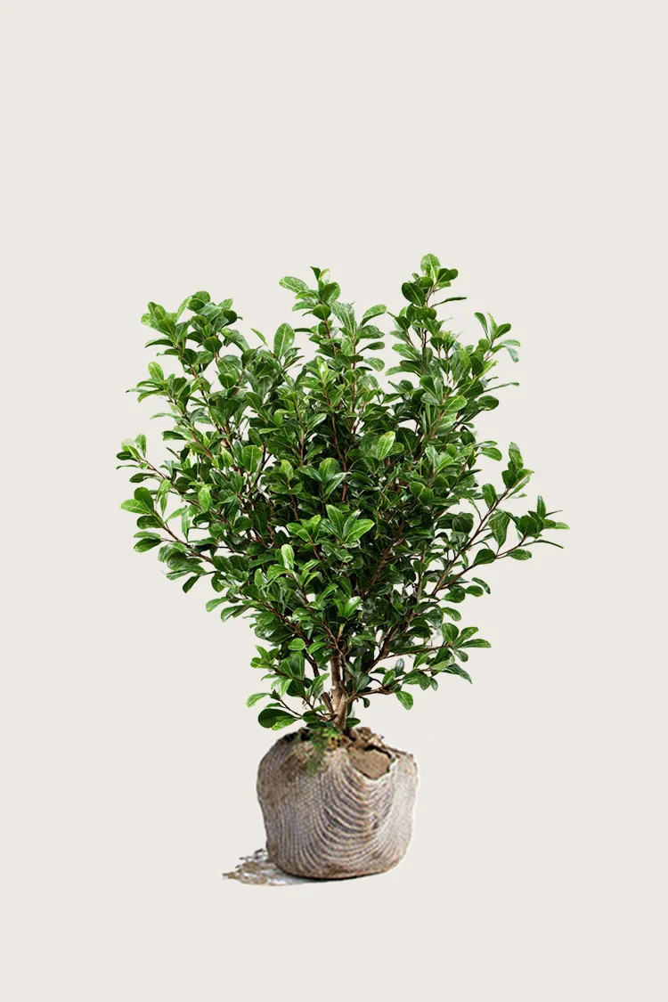 Japansk kristtorn 'Green Hedge' 60cm Forgrenet | Plantinavia