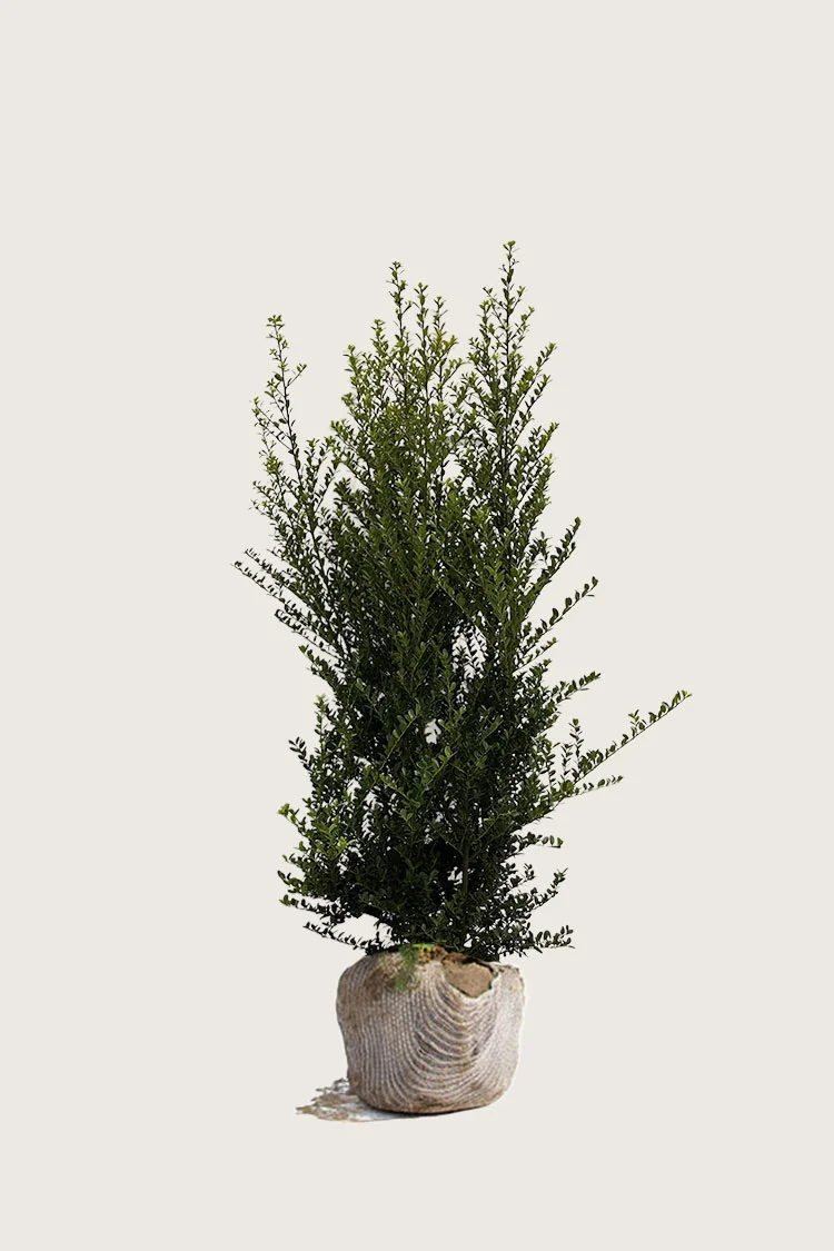 Japansk kristtorn 'Green Hedge' 150cm Vel forgrenet | Plantinavia