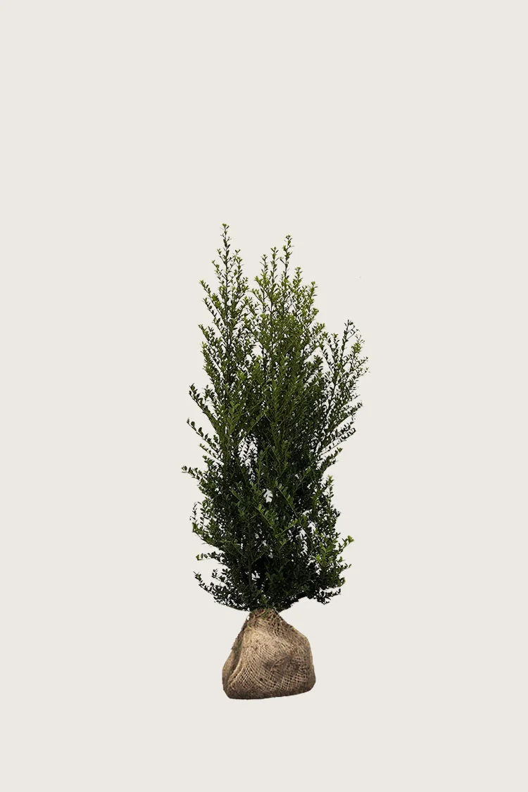 Japansk kristtorn 'Green Hedge' 80cm Vel forgrenet | Plantinavia