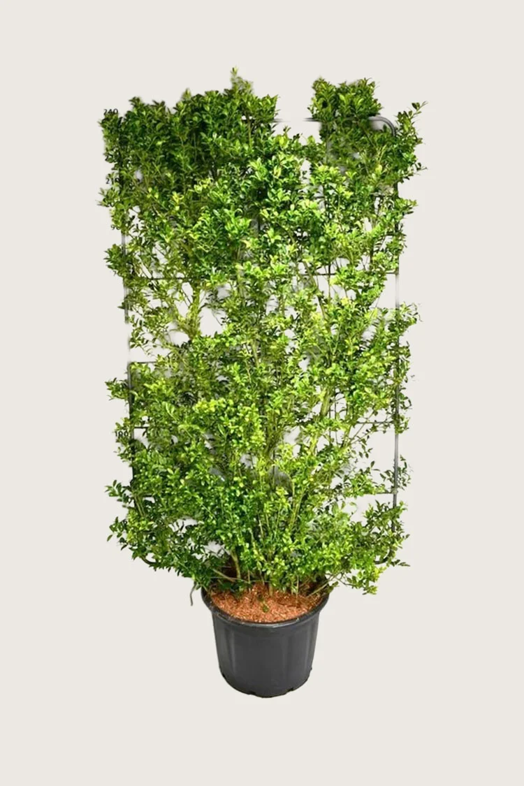 Japansk kristtorn 'Kanehirae' 100cm Vel forgrenet | Plantinavia