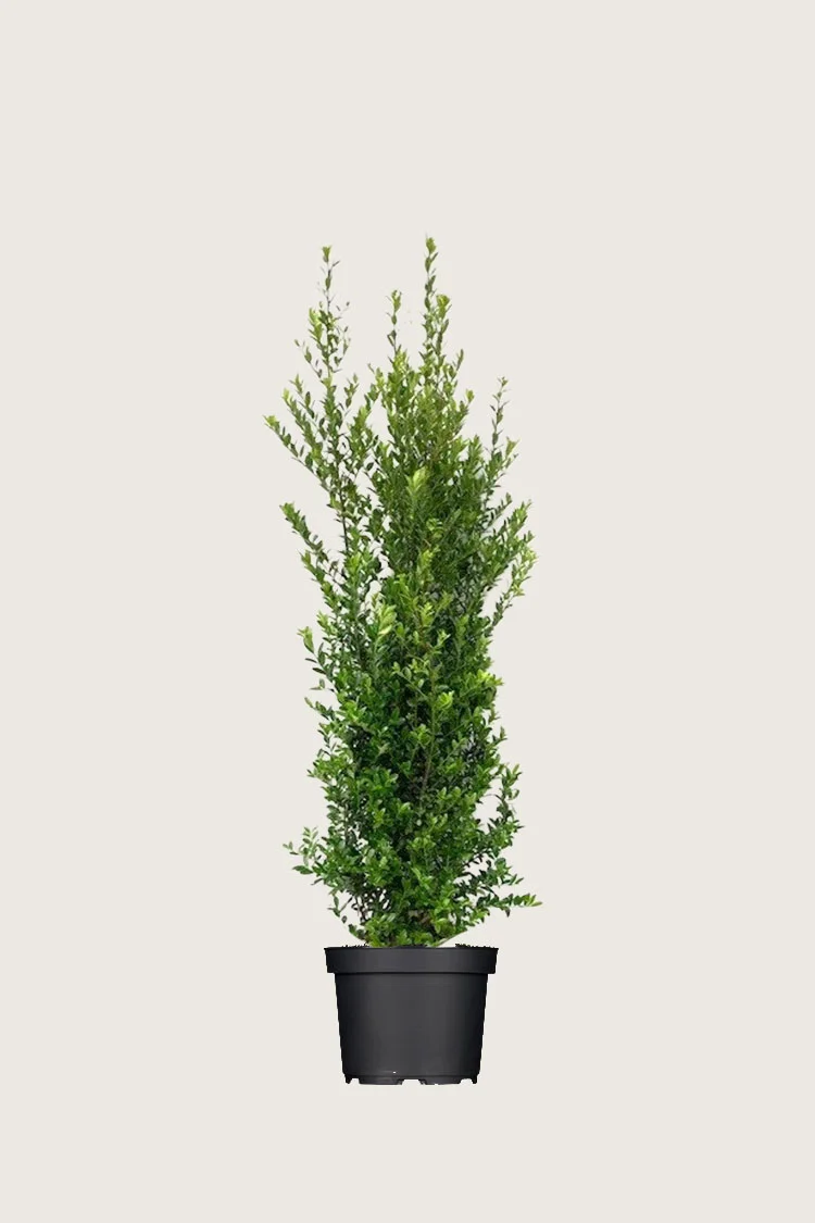 Japansk kristtorn 'Kanehirae' 60cm Vel forgrenet | Plantinavia