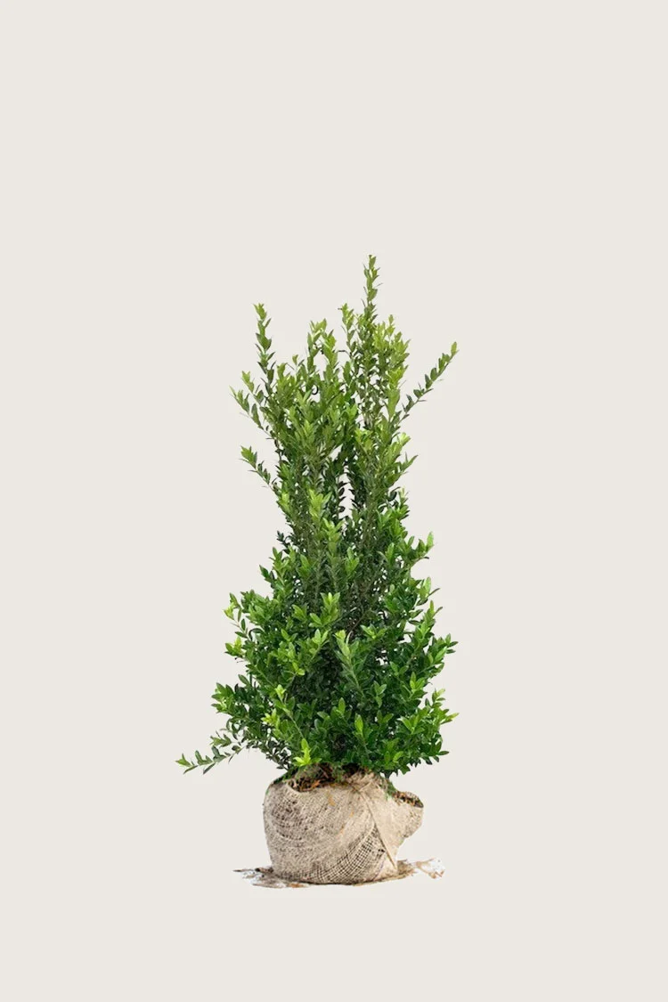 Japansk kristtorn 'Kanehirae' 100cm Forgrenet | Plantinavia