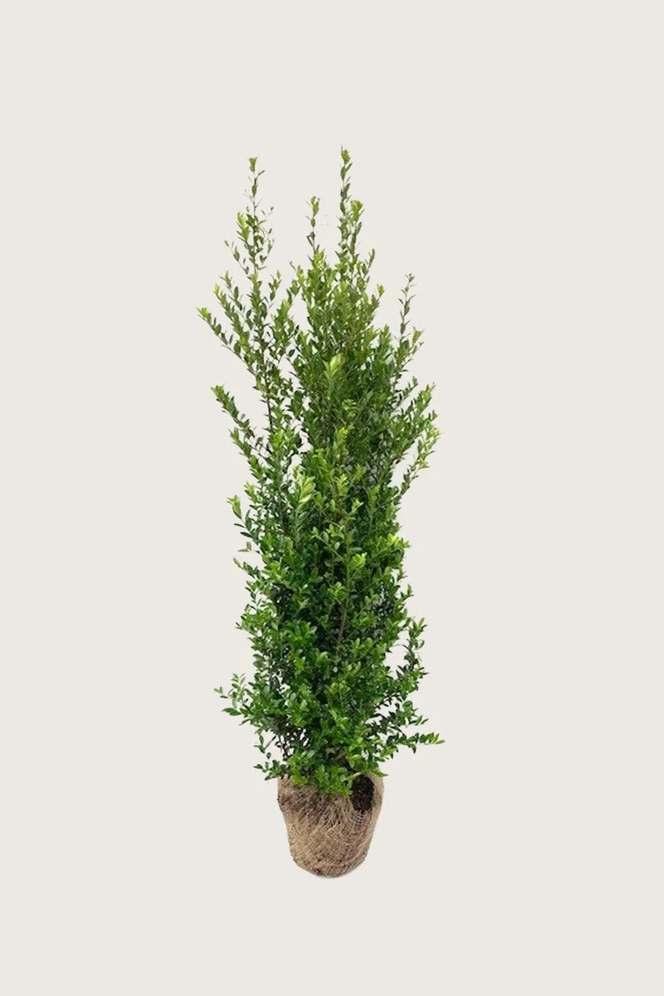Japansk kristtorn 'Kanehirae' 125cm Forgrenet | Plantinavia