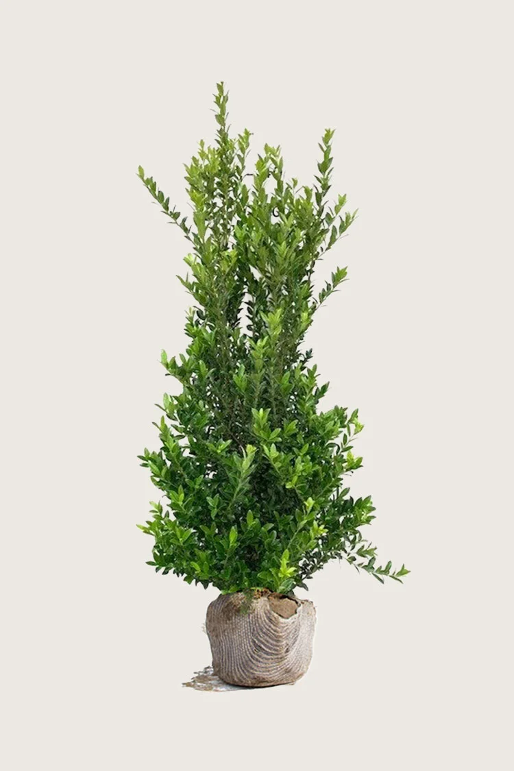 Japansk kristtorn 'Kanehirae' 175cm Vel forgrenet | Plantinavia
