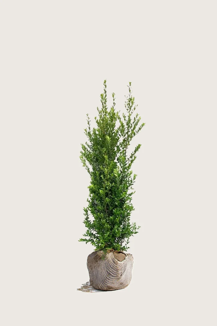 Japansk kristtorn 'Kanehirae' 60cm Vel forgrenet | Plantinavia