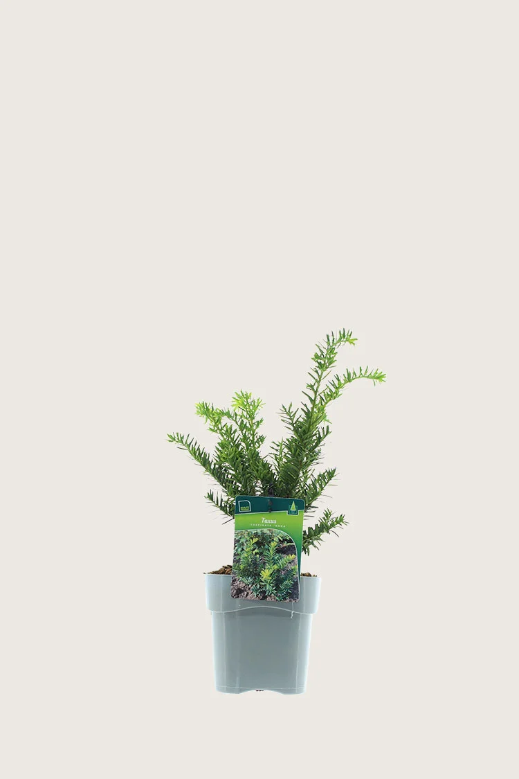Japansk taks 20cm Forgrenet | Plantinavia